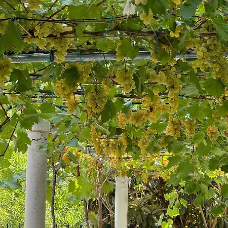 Apartment A Casa Di Alice